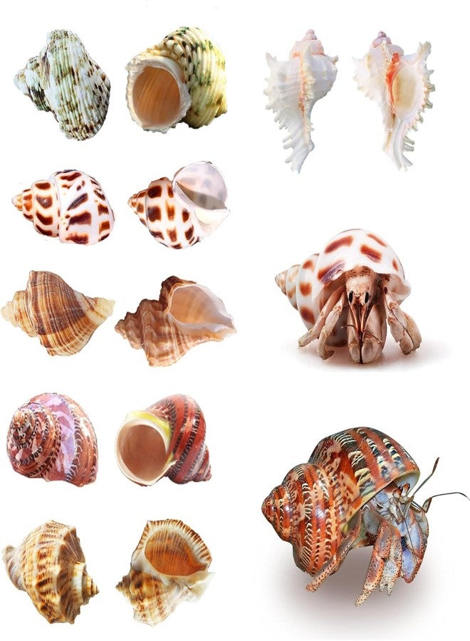 SINKOO Hermit Crab Shells Large Sea Shells 6PCS Growth Turbo Seashells 1"-2" Openning Size(2.3"-3.5") - Image 3